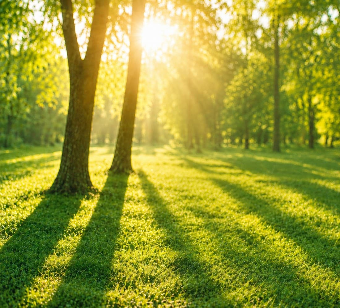 Heller Wald mit Sonnenlicht zwischen den Bäumen